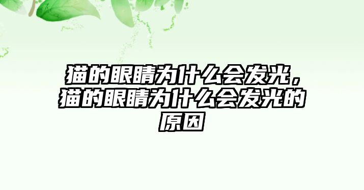 貓的眼睛為什么會發(fā)光，貓的眼睛為什么會發(fā)光的原因