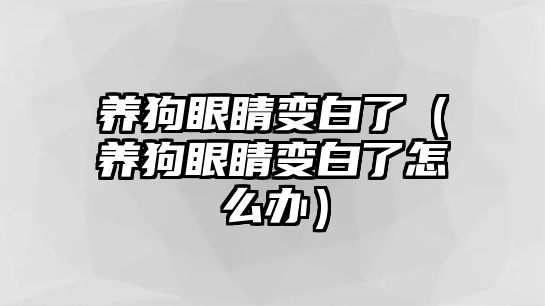 養狗眼睛變白了（養狗眼睛變白了怎么辦）