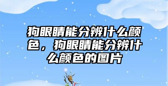 狗眼睛能分辨什么顏色，狗眼睛能分辨什么顏色的圖片