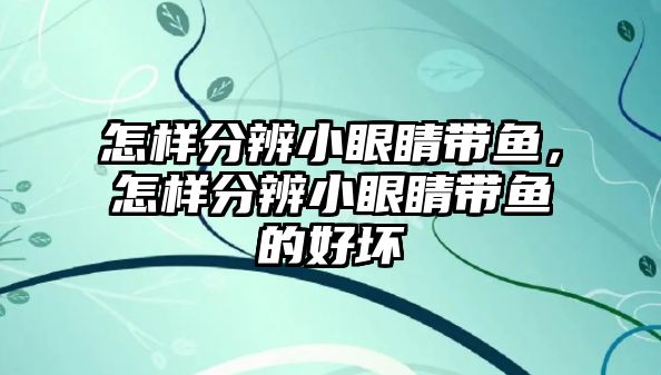 怎樣分辨小眼睛帶魚，怎樣分辨小眼睛帶魚的好壞