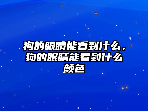 狗的眼睛能看到什么，狗的眼睛能看到什么顏色