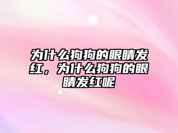 為什么狗狗的眼睛發紅，為什么狗狗的眼睛發紅呢